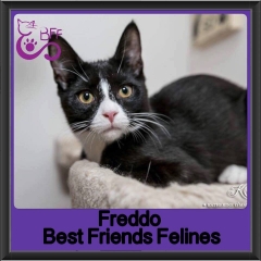 2017 - Adopted - Freddo