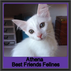 2019 - Athena