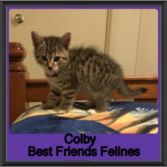 2018 - Colby