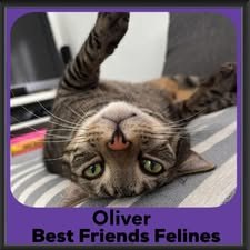 1_2024-Oliver