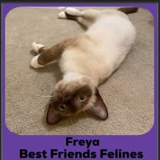 2024-Freya