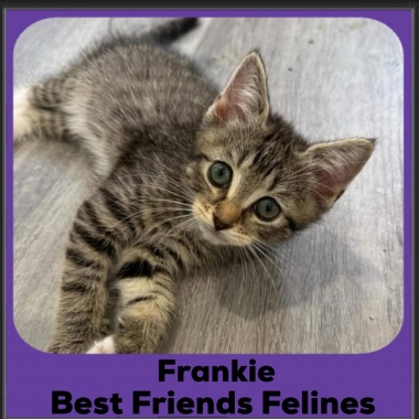 2025-Frankie