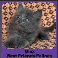 2025-Binx